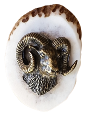 Muflon  (parohové bolo - řez)