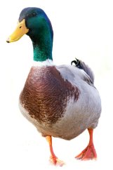 Kachna divoká k výcviku psů