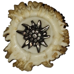 Protěž malá (parohové bolo růže)