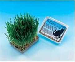 Tráva pro kočky Nobby 100 g