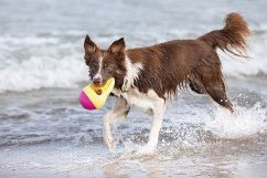 Aqua Toy žraločí ploutev, plovoucí, TPR, ø 18 cm