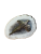 Bažant (parohové bolo - řez)