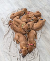 Balení nylon.rozeznávacích obojků pro štěňata M-L 22-35cm/10mm čn,čv,md,zel,or,fi