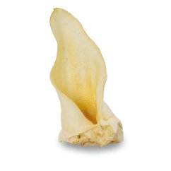 Srnčí ucho bílé (popcorn) - 1 ks