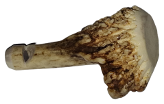 Píšťalka na psy z dančího parohu