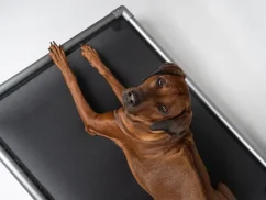 Ortopedické zdravotní lehátko Trend pet