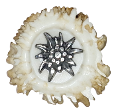 Protěž malá (parohové bolo růže)