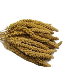 Senegalské proso žluté klasy 200 g 