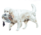 Výcvik psů
