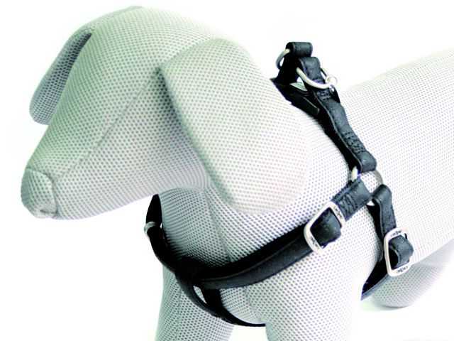 Postroj Mylord černý 1,5x35-60 cm