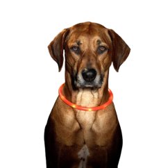 LED obojek dobíjecí Karlie, červená 75 cm